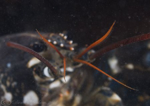 Common lobster. Menai straits. D3, 105mm. by Derek Haslam 